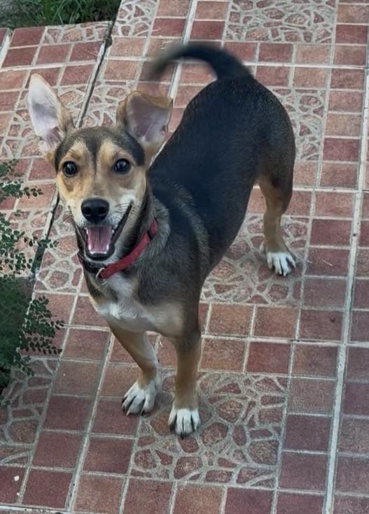 Destiny, a Adoptable mixed breed in Huntington, NY image 2/4