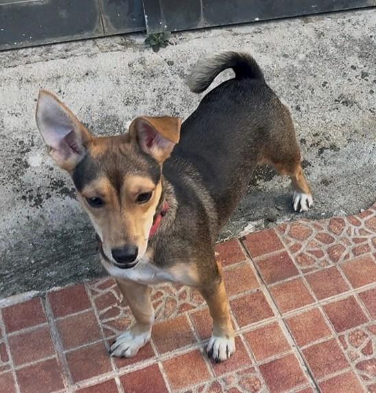 Destiny, a Adoptable mixed breed in Huntington, NY image 4/4