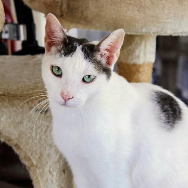 Kaspurr — thumbnail 2