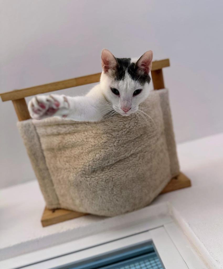 Kaspurr — thumbnail 3