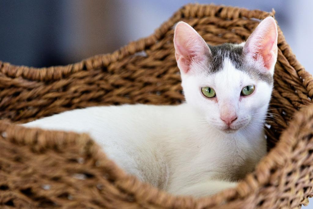 Kaspurr — thumbnail 4