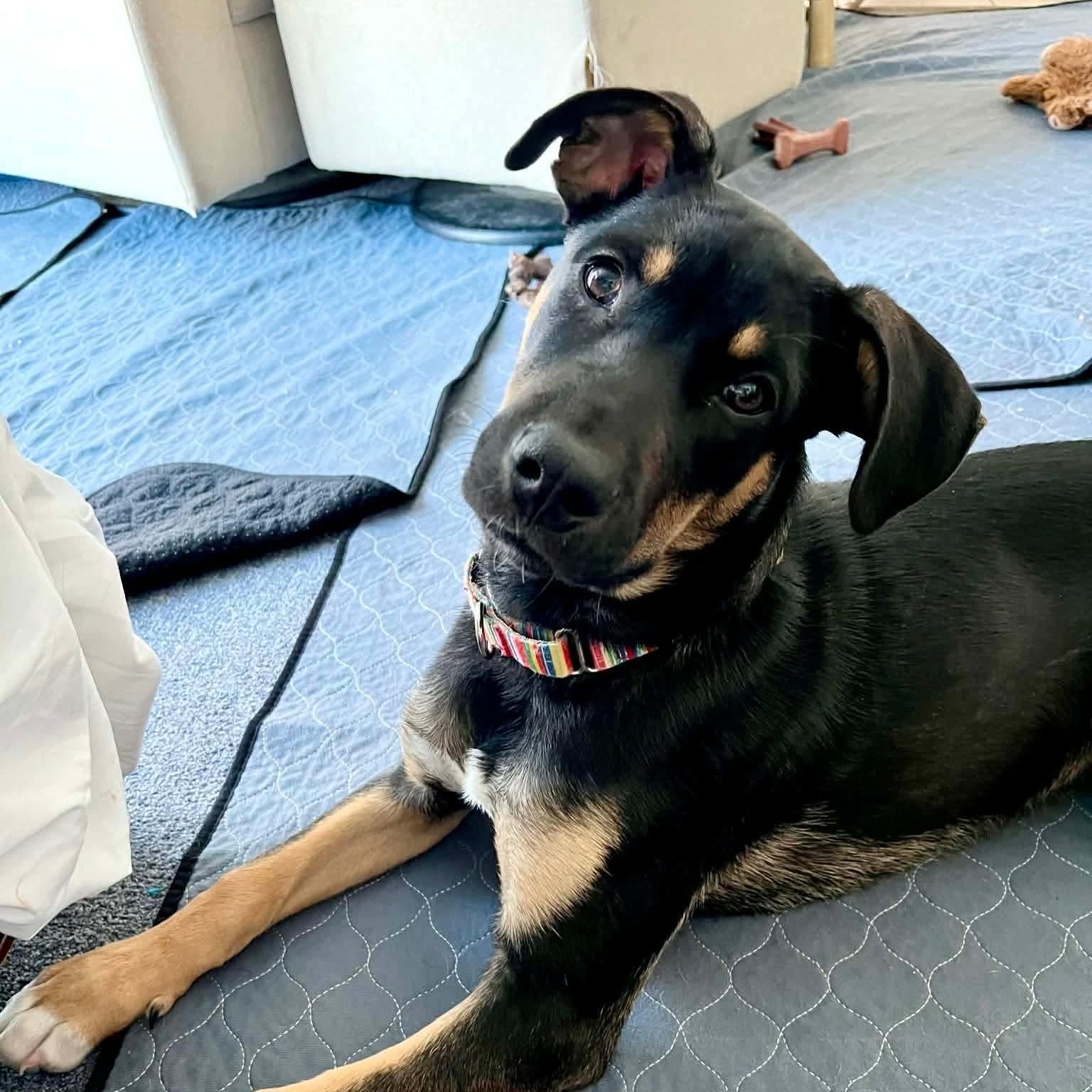 Maurice — thumbnail 5