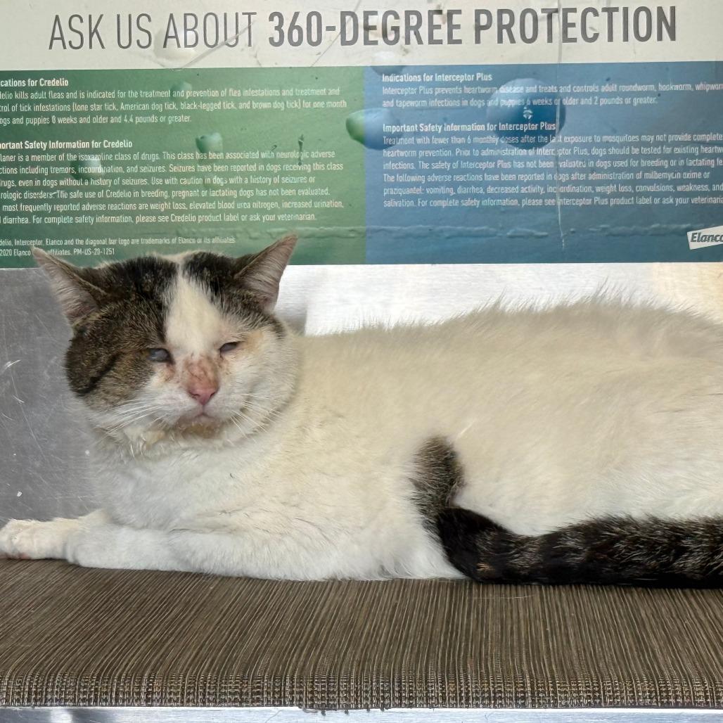 Alpert, Adoptable, Adult Male Domestic Short Hair & Domestic Short Hair.
