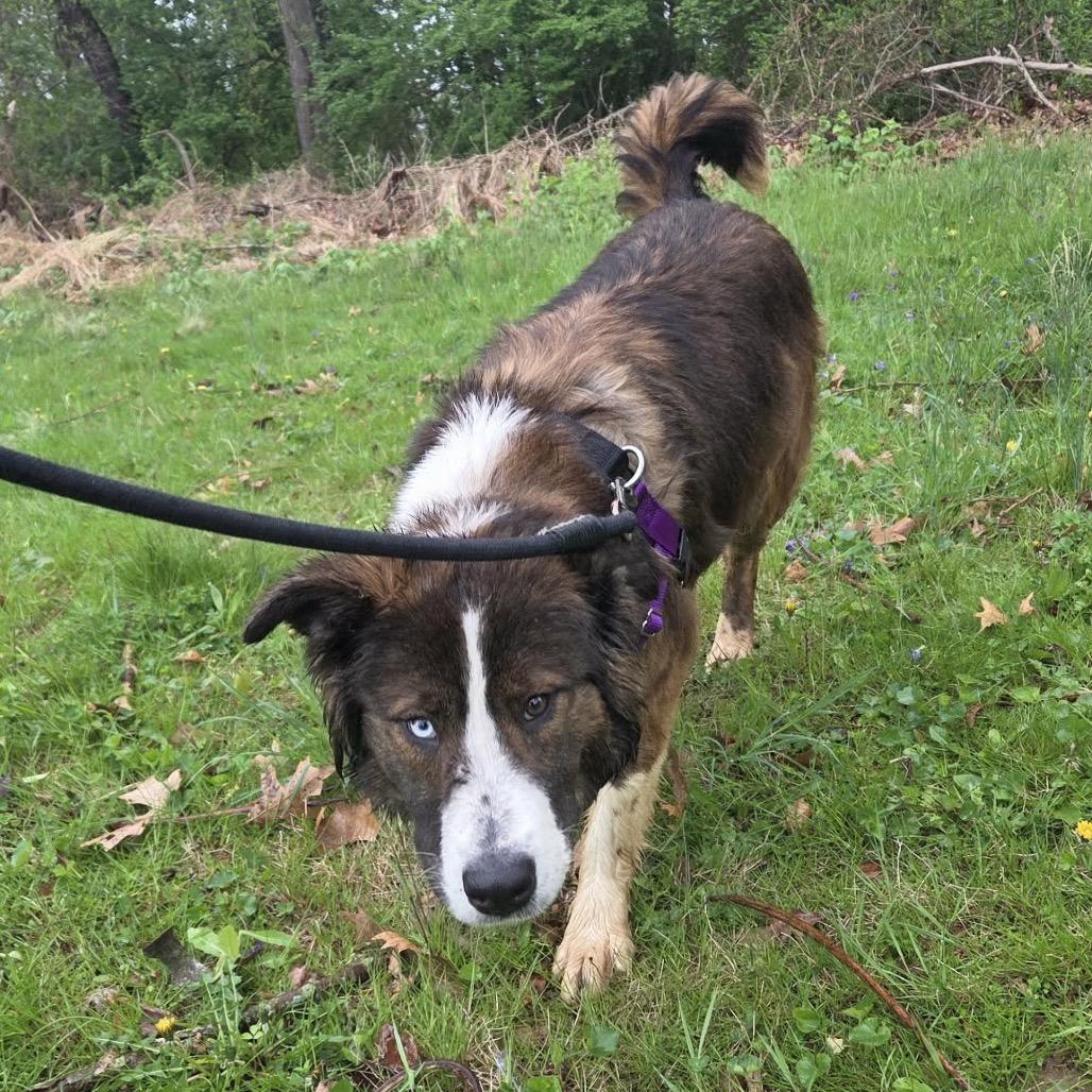Enlarge Khelani, a Adoptable Mixed Breed in West Chester, PA image 2/6