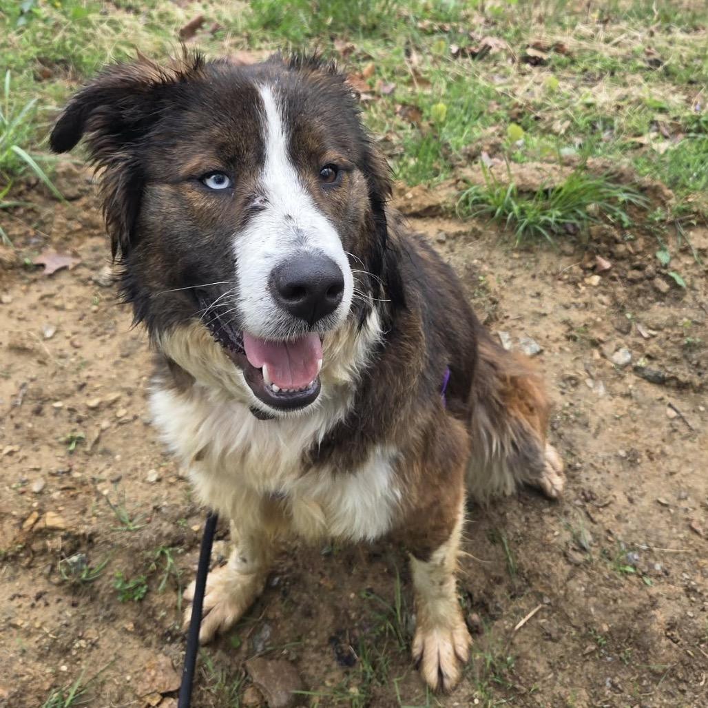 Enlarge Khelani, a Adoptable Mixed Breed in West Chester, PA image 3/6