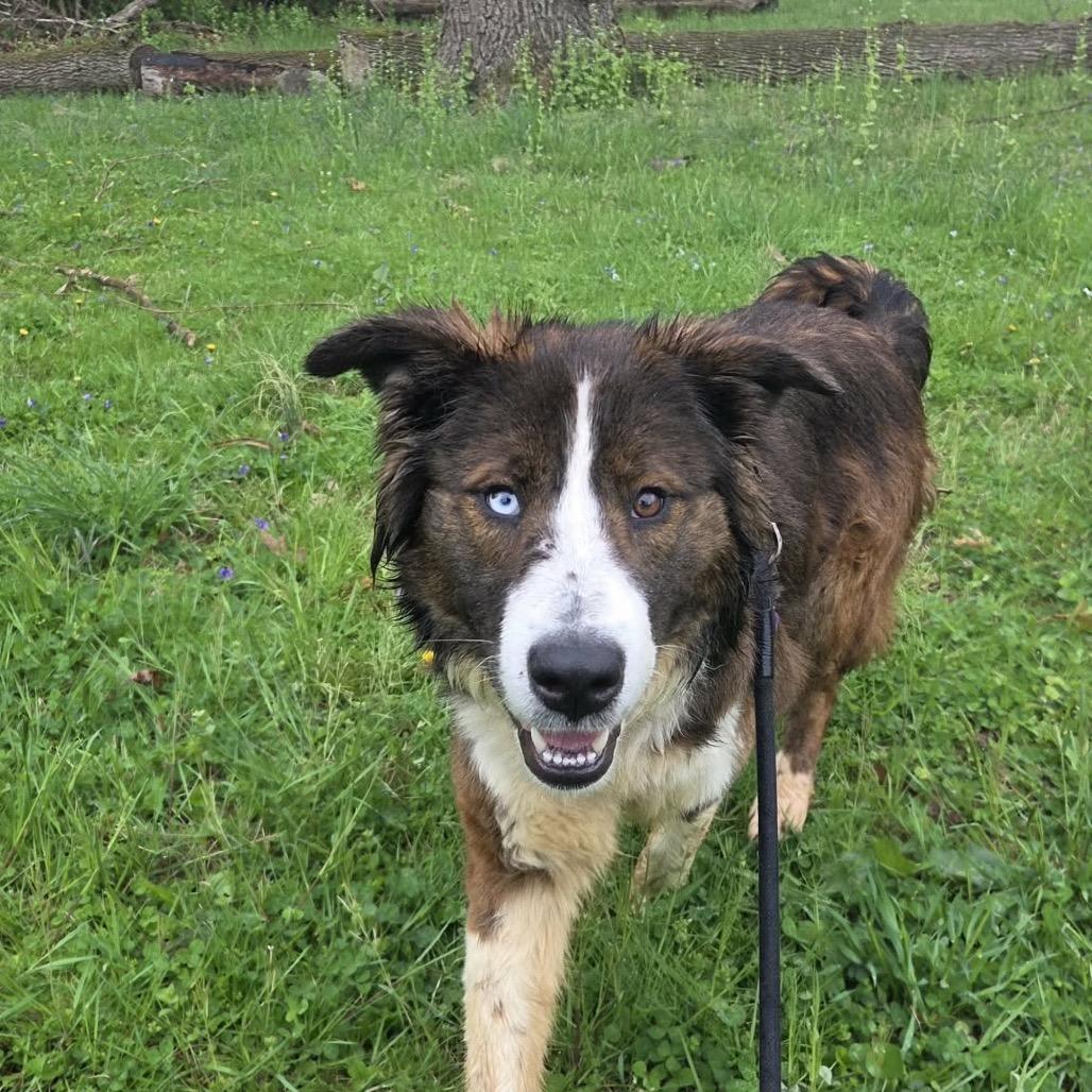Enlarge Khelani, a Adoptable Mixed Breed in West Chester, PA image 5/6