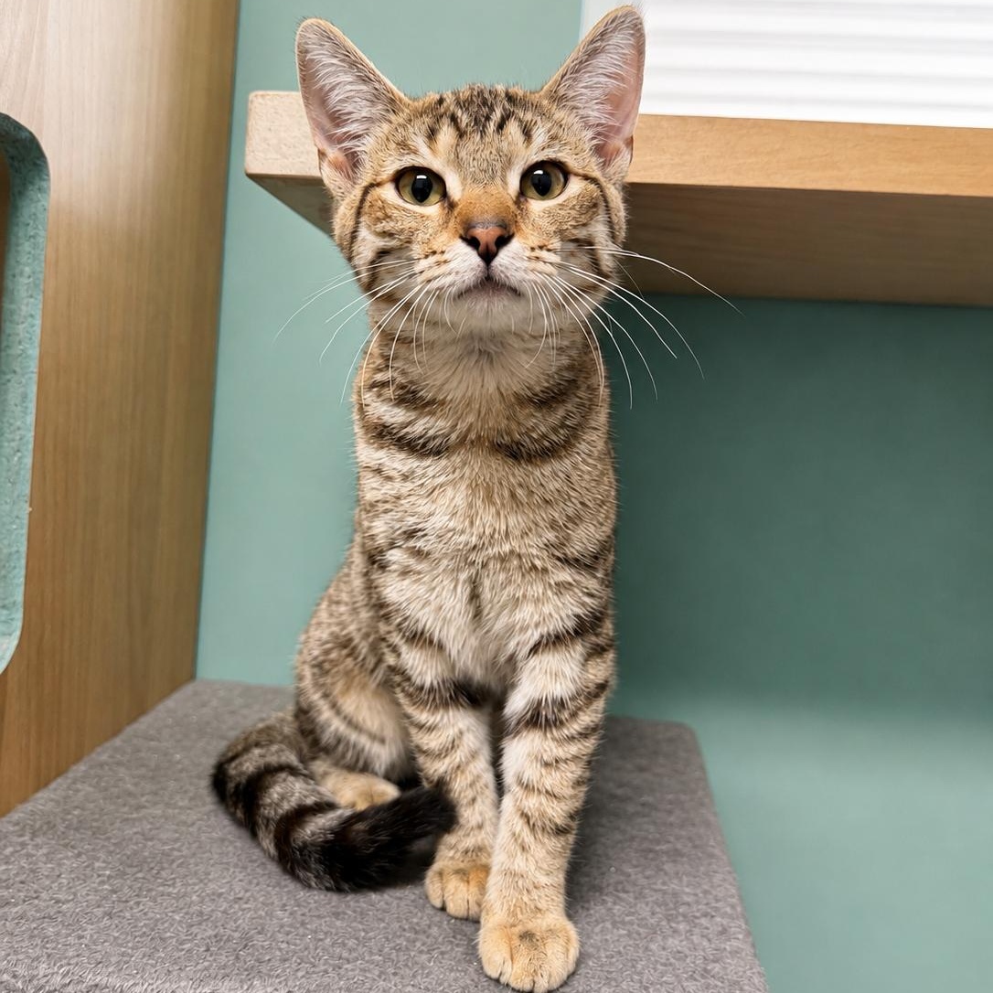 Enlarge Savannah, an adopted Domestic Short Hair in Amery, WI image 3/3