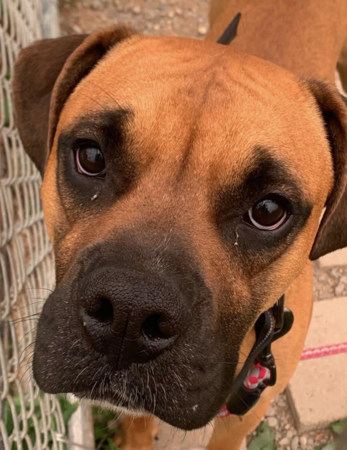 Goose, ADOPTABLE, Adult Male Boxer.