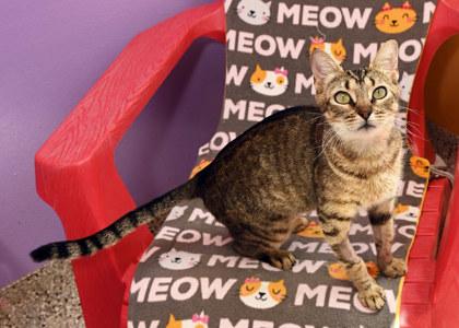 Sneaux, Adoptable, Adult Female Domestic Short Hair.