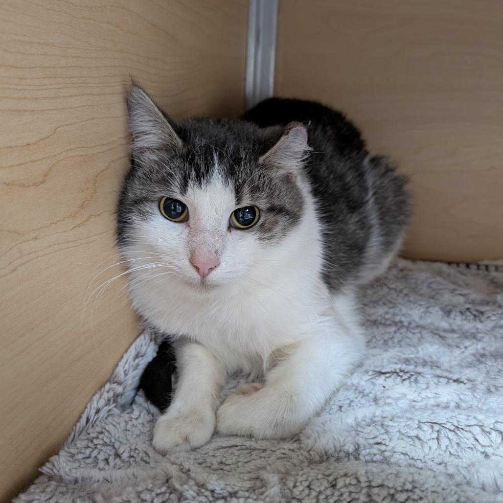 Enlarge Lemon, a Adoptable Domestic Short Hair in Brookfield, WI image 1/1