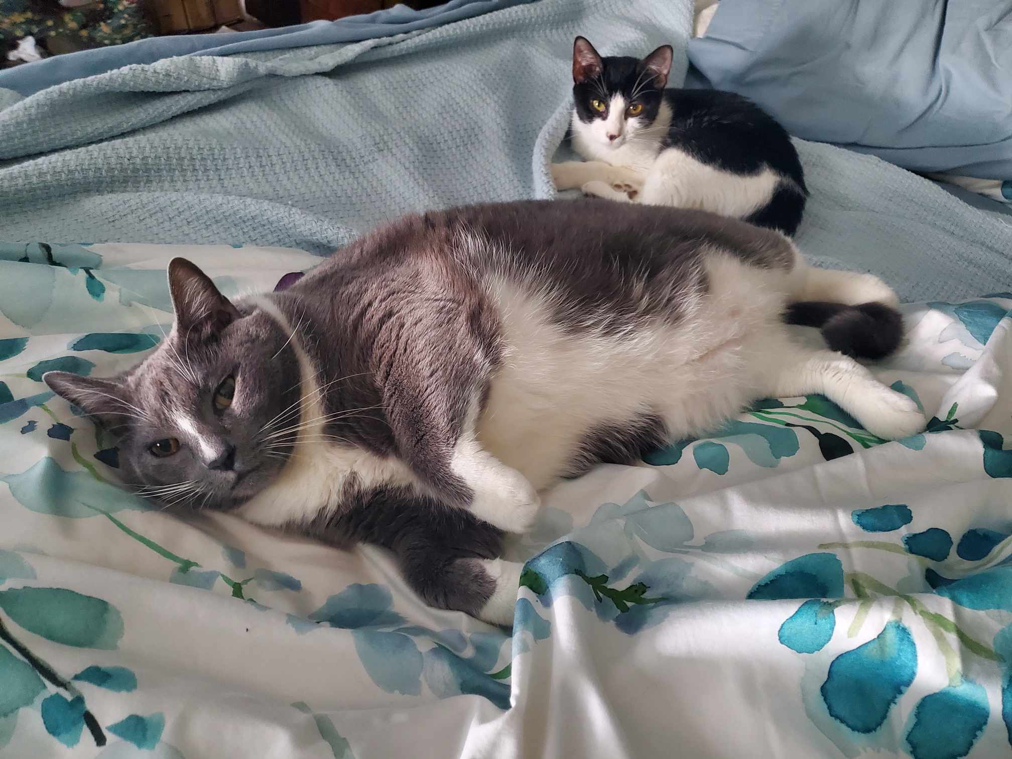 Grady, a Adoptable Domestic Short Hair in East Orange, NJ image 4/6