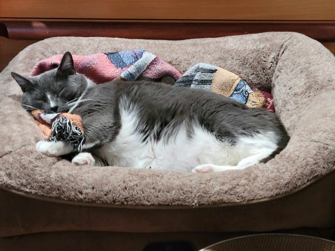 Grady, a Adoptable Domestic Short Hair in East Orange, NJ image 3/6