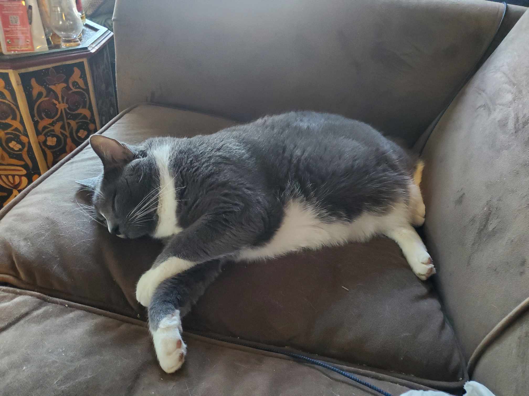 Grady, a Adoptable Domestic Short Hair in East Orange, NJ image 6/6