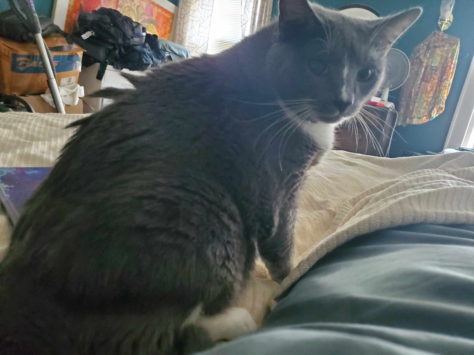 Grady, a Adoptable Domestic Short Hair in East Orange, NJ image 5/6