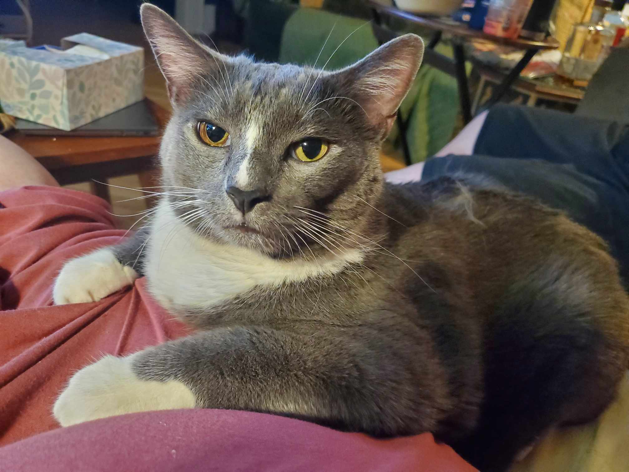 Grady, a Adoptable Domestic Short Hair in East Orange, NJ image 2/6