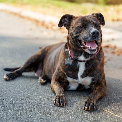 Enlarge Chaka Khan, a Adoptable mixed breed in Atlanta, GA image 1/3
