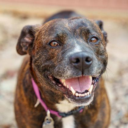 Enlarge Chaka Khan, a Adoptable mixed breed in Atlanta, GA image 2/3