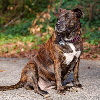 Enlarge Chaka Khan, a Adoptable mixed breed in Atlanta, GA image 3/3