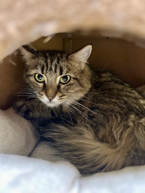 Mimi, ADOPTABLE, Adult Female Domestic Long Hair.