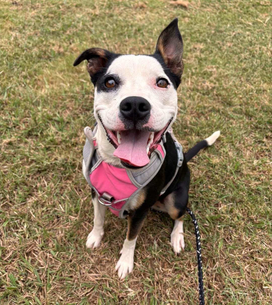 Meka, ADOPTABLE, Adult Female Pit Bull Terrier.