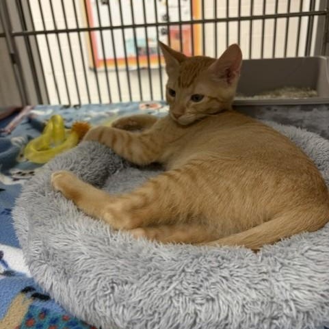 Enlarge Perry, a Adoptable Domestic Short Hair in Allen, TX image 1/1