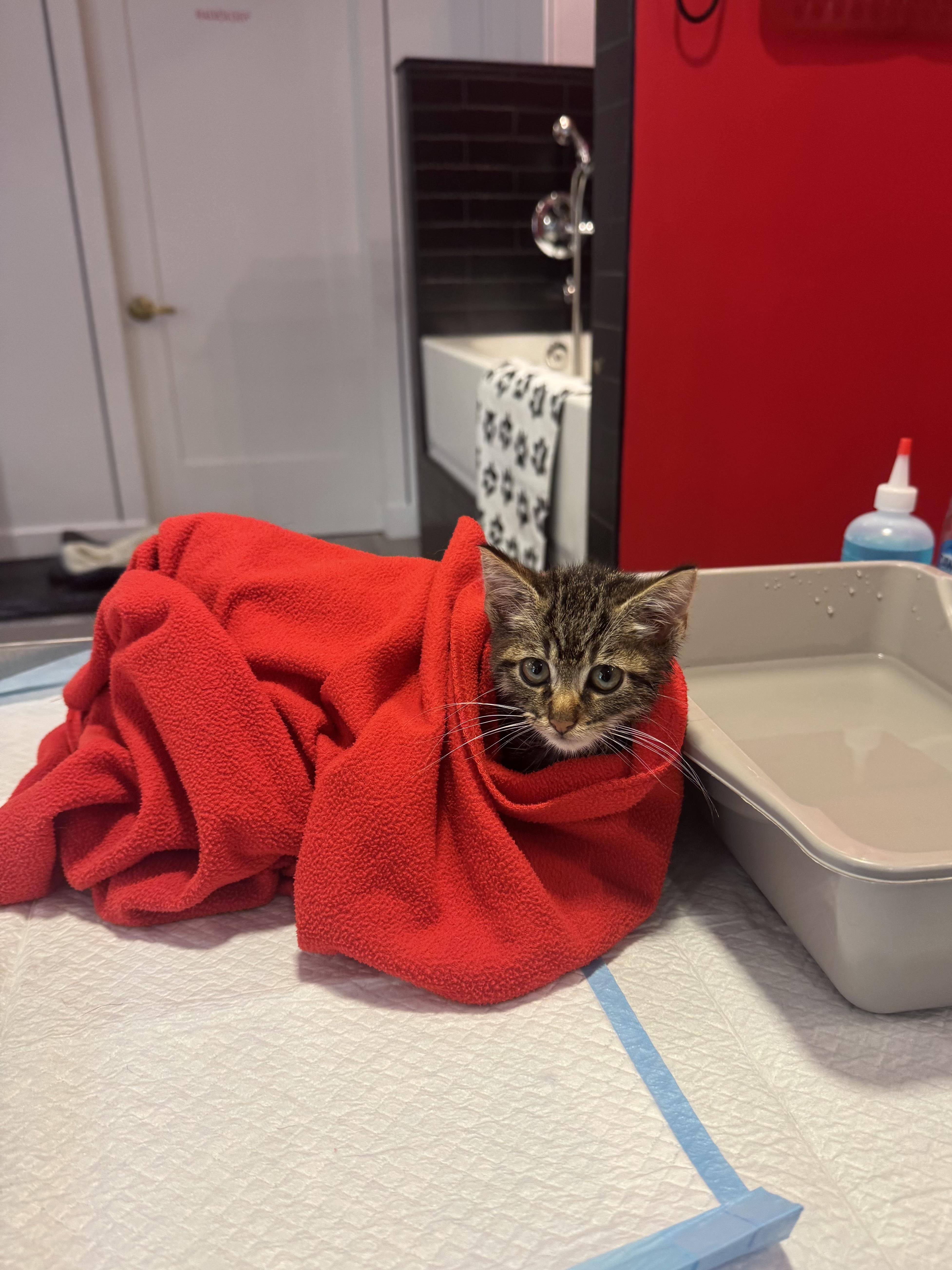 Enlarge Sawyer, a Adoptable American Shorthair in Ramsey, NJ image 3/4