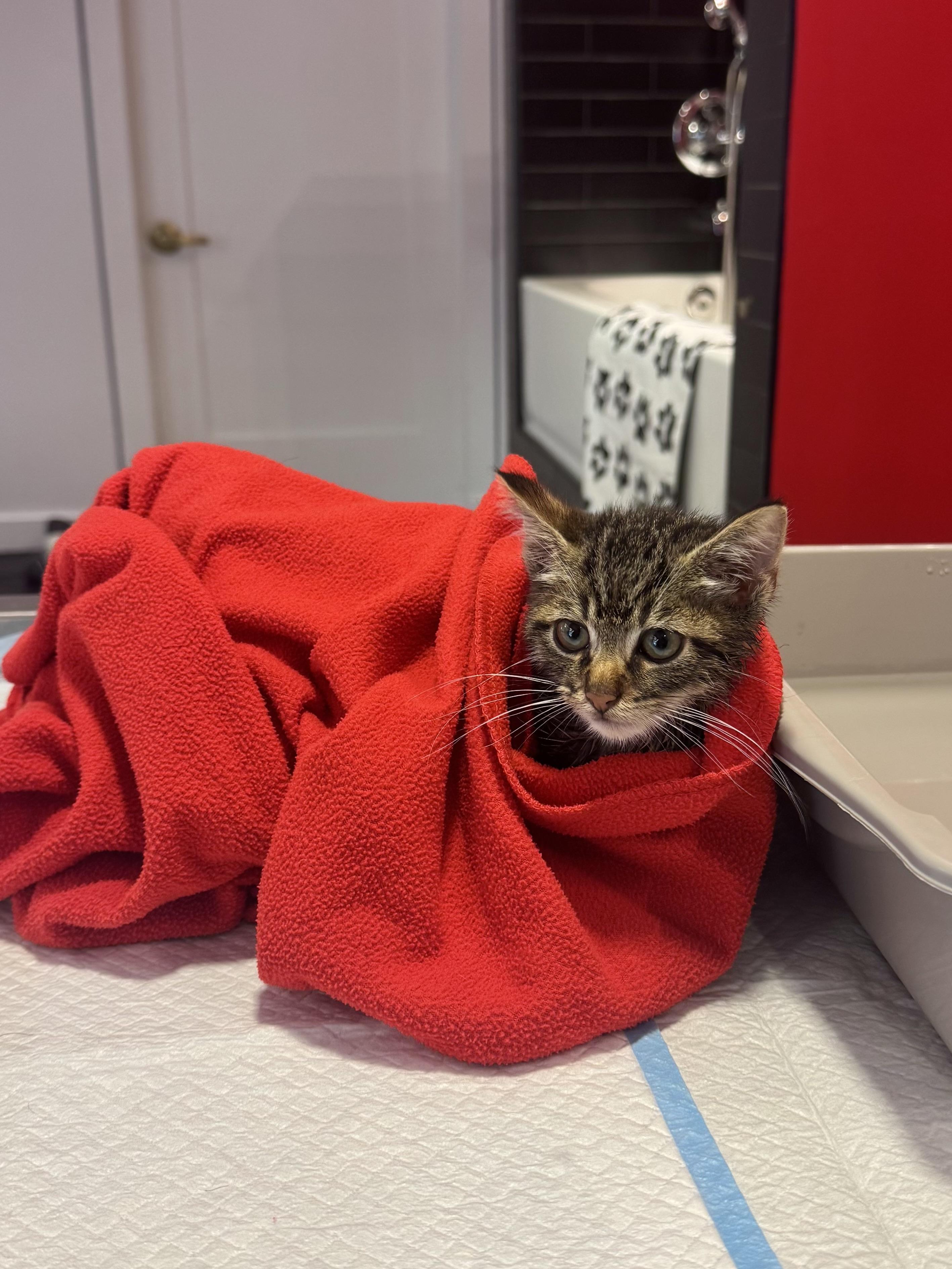 Enlarge Sawyer, a Adoptable American Shorthair in Ramsey, NJ image 1/4