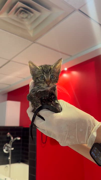 Enlarge Sawyer, a Adoptable American Shorthair in Ramsey, NJ video 4/4