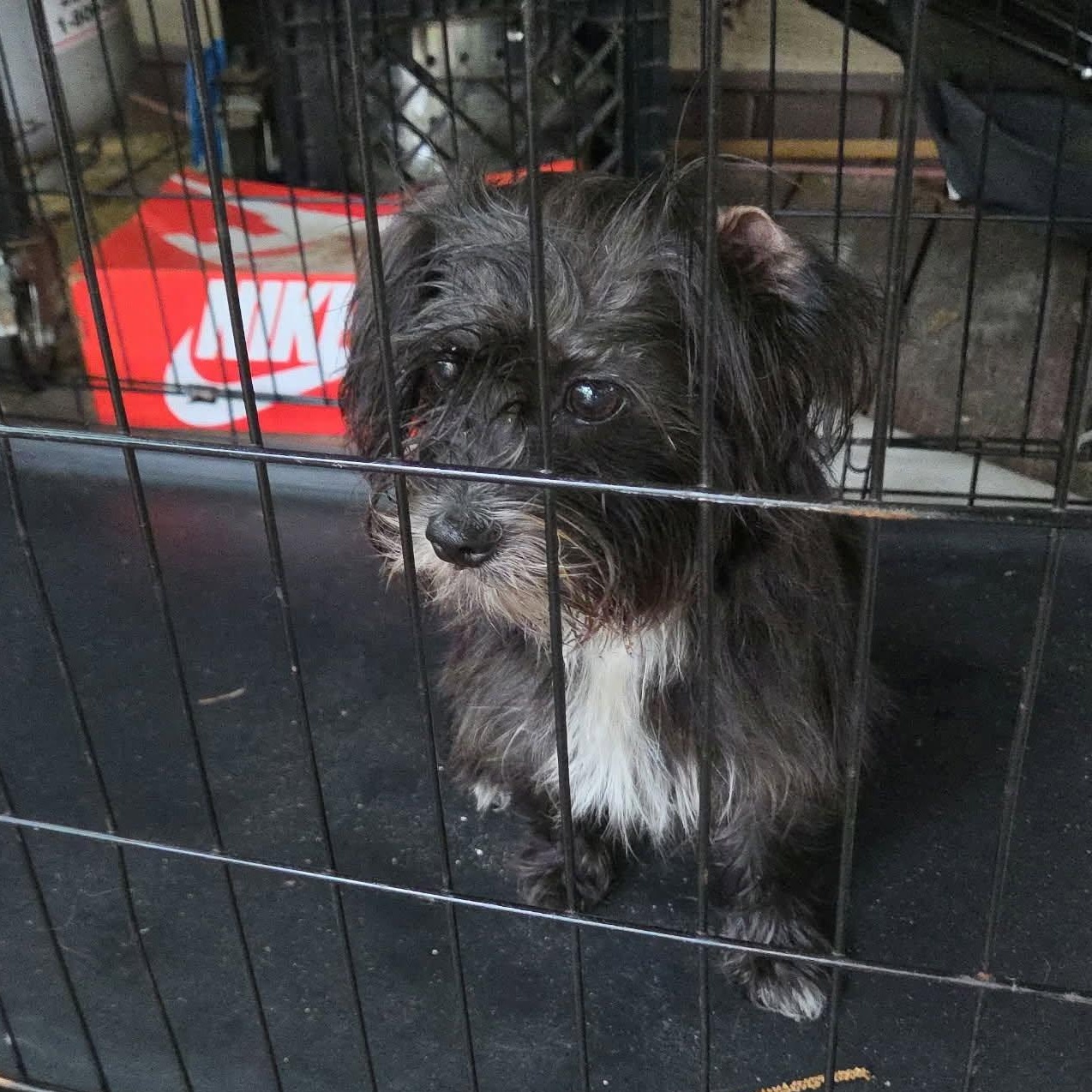 Enlarge Fiona (20260617-03), an adopted mixed breed in Niagara on the Lake, ON image 3/3