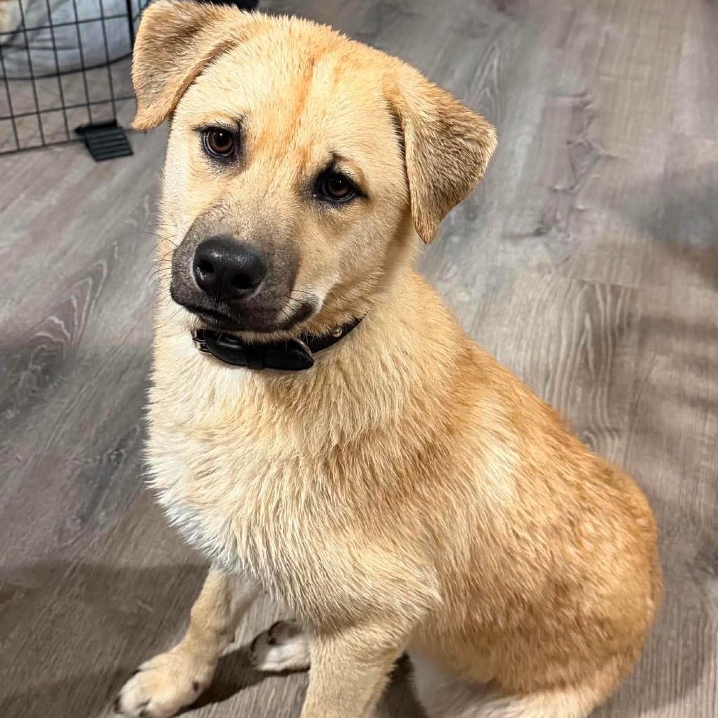 Enlarge Schroeder, a Adoptable mixed breed in Las Vegas, NV image 1/1