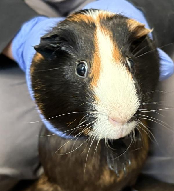 Enlarge Papa, a Adoptable mixed breed in San Diego, CA image 1/1