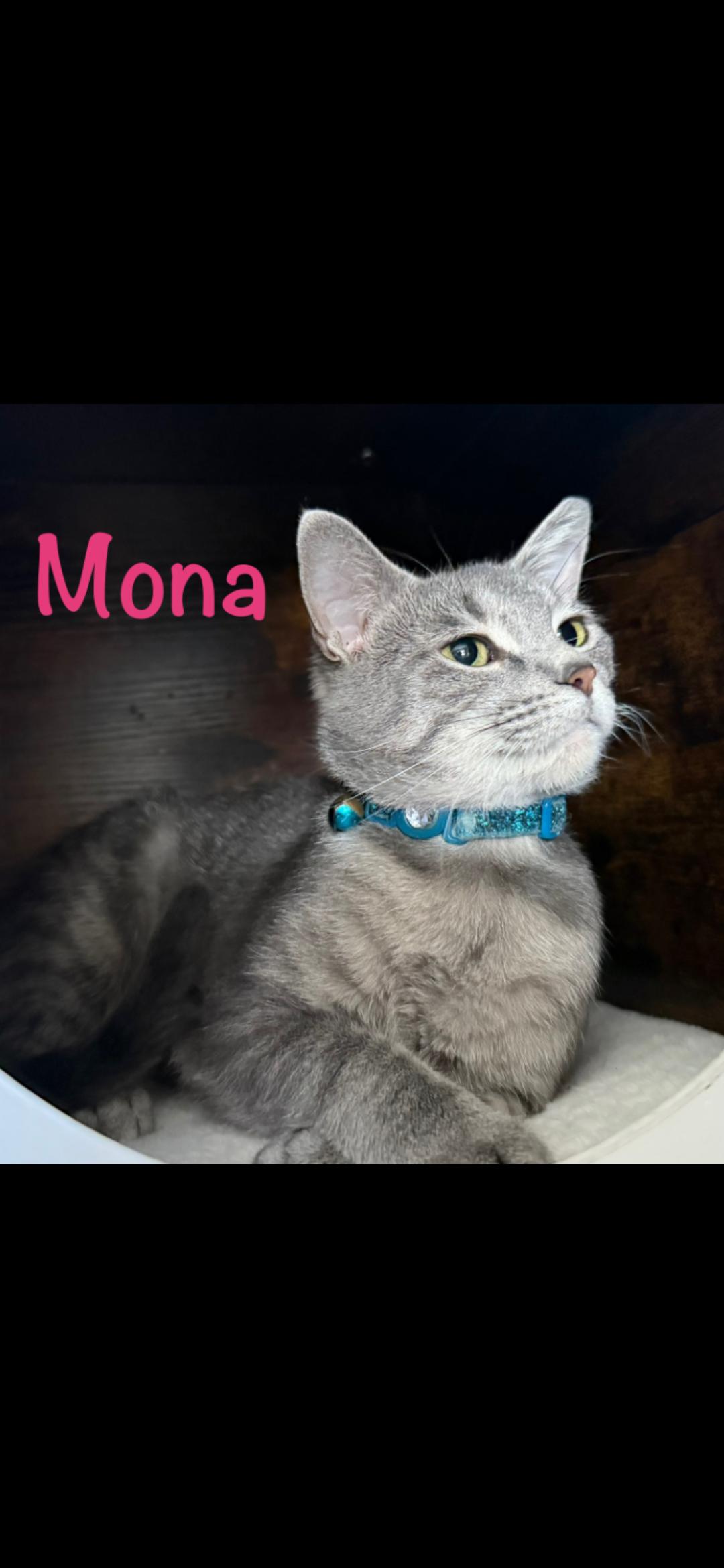 Mona, an adoptable Domestic Short Hair in Medford, WI, 54451 | Photo Image 1