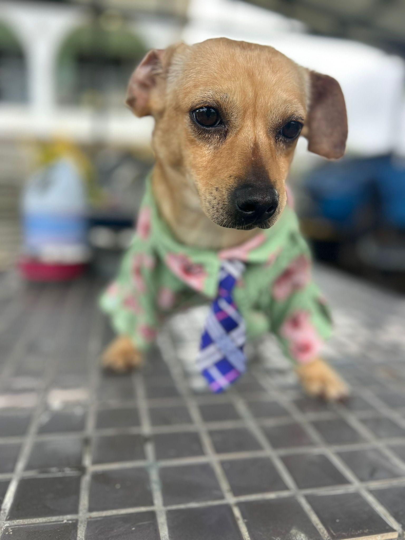 Enlarge Fabian, a Adoptable mixed breed in Albion, NY image 3/4