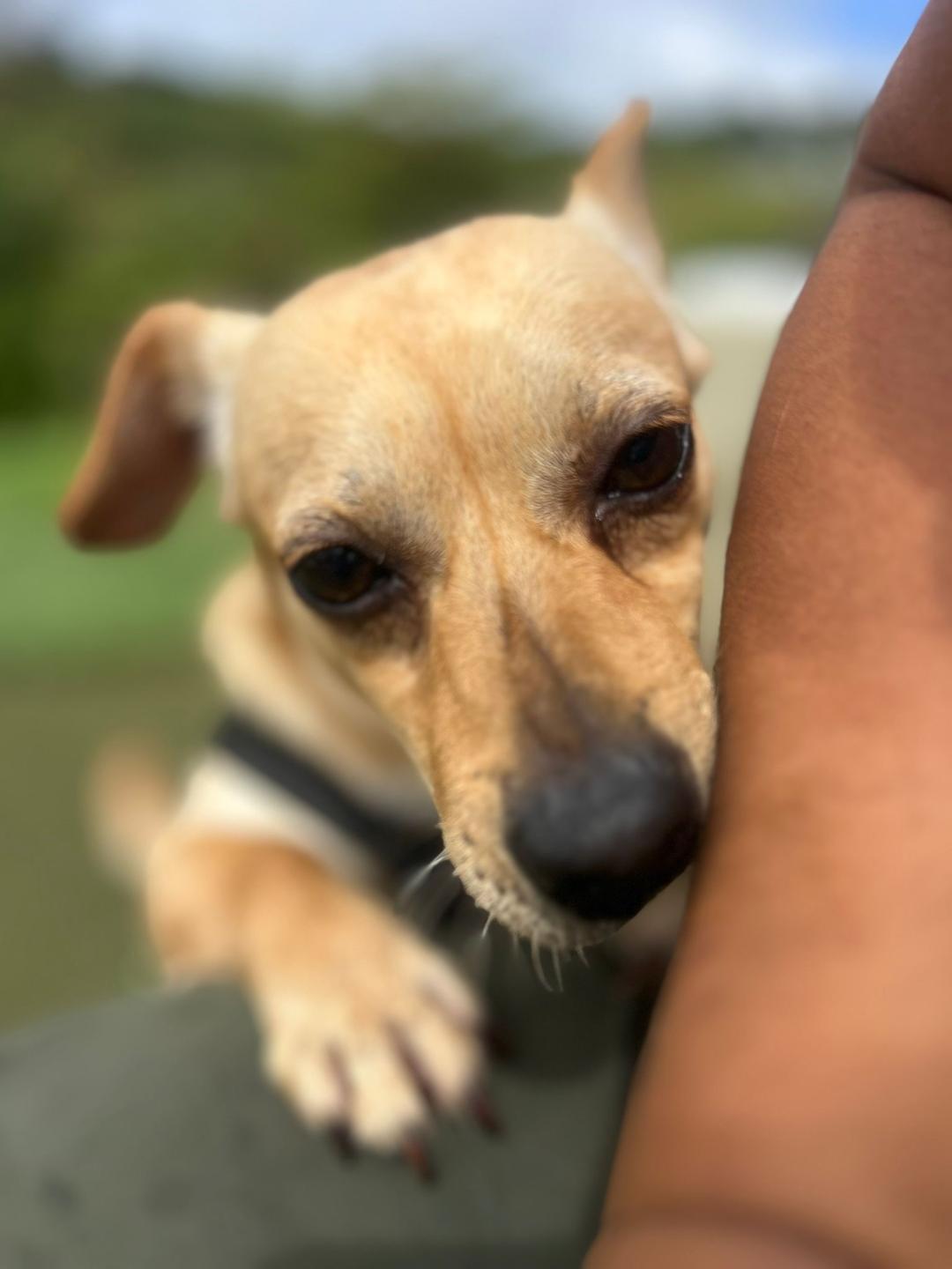 Fabian, Adoptable, Adult Male Chiweenie.