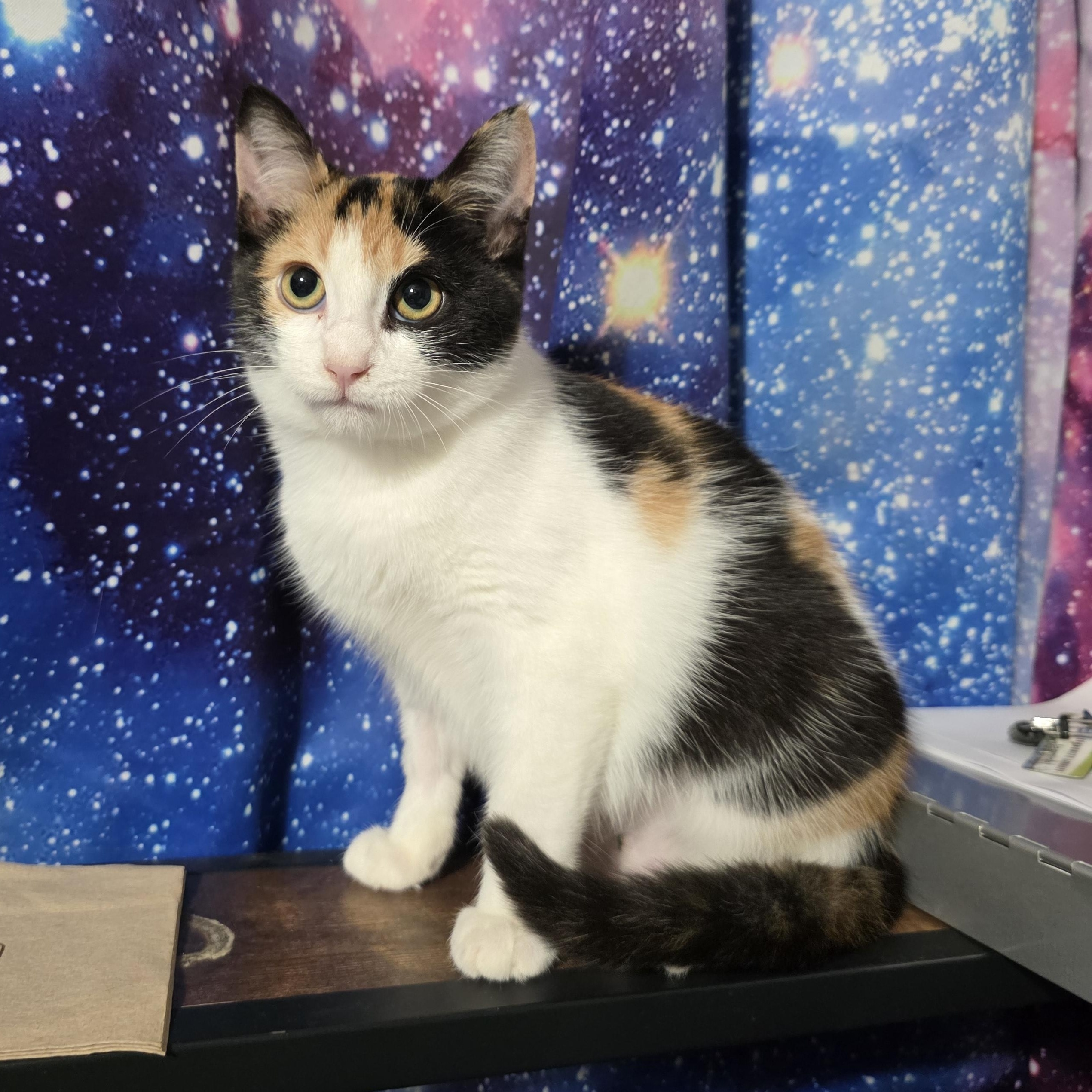 Enlarge Rumi, a Adoptable Calico in Mastic beach, NY image 5/6