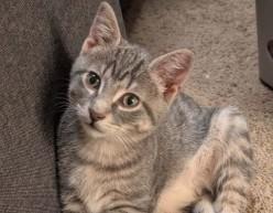 Tamale, Adoptable, Young Male Domestic Short Hair.