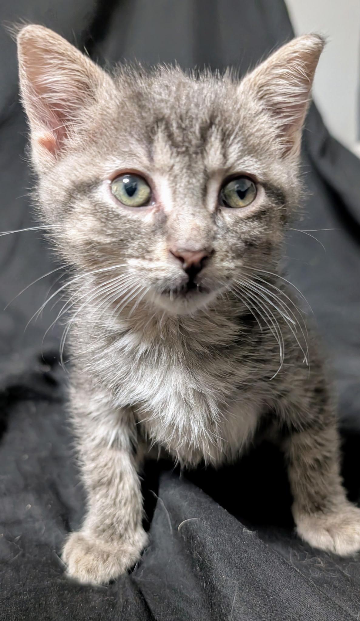 Tamale, an adoptable Domestic Short Hair in Sartell, MN, 56377 | Photo Image 1
