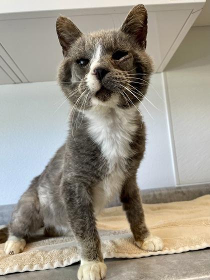 Pluto, Adoptable, Adult Male Domestic Short Hair & Domestic Short Hair.