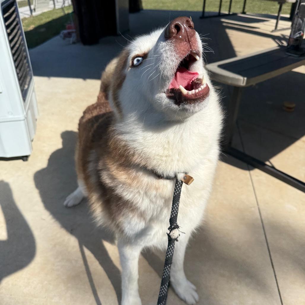 Thunder, Adoptable, Adult Male Husky.