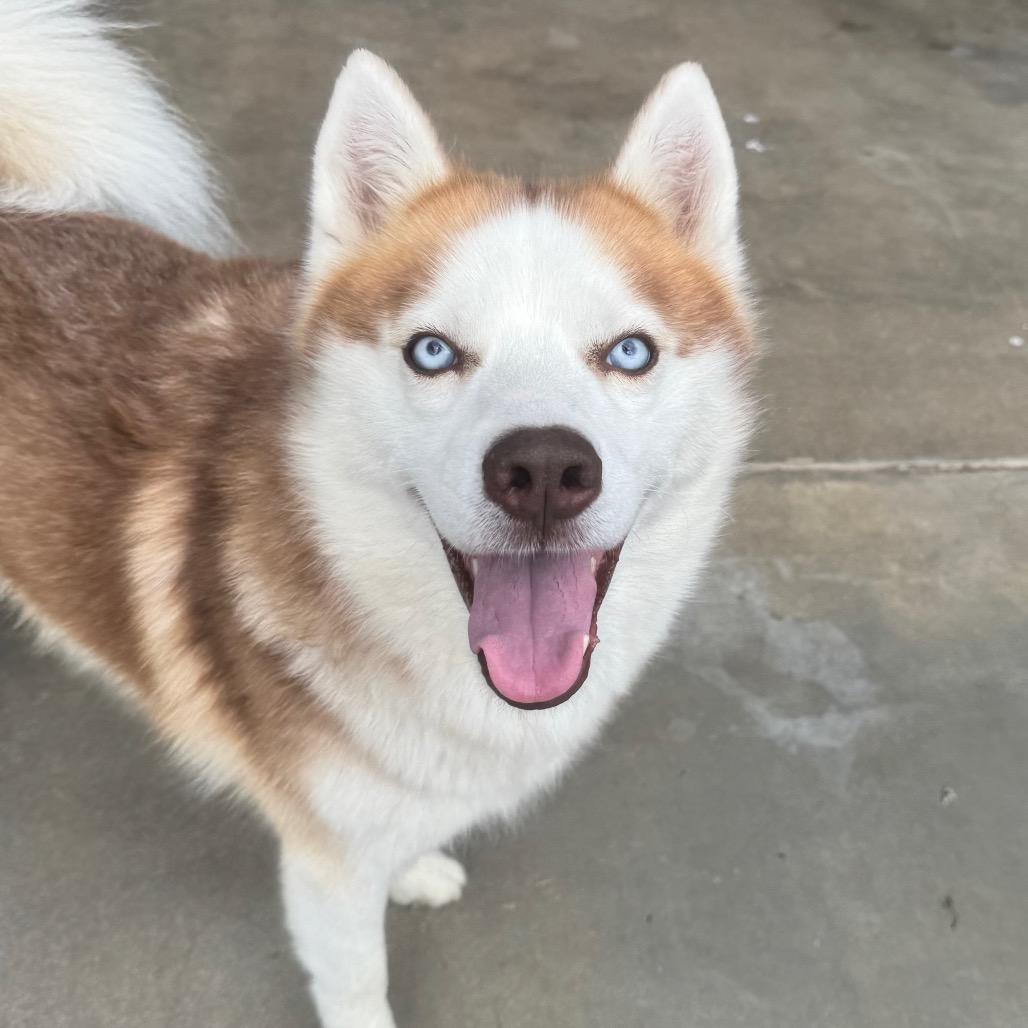 Enlarge Thunder, a Adoptable Husky in Eufaula, OK image 2/6