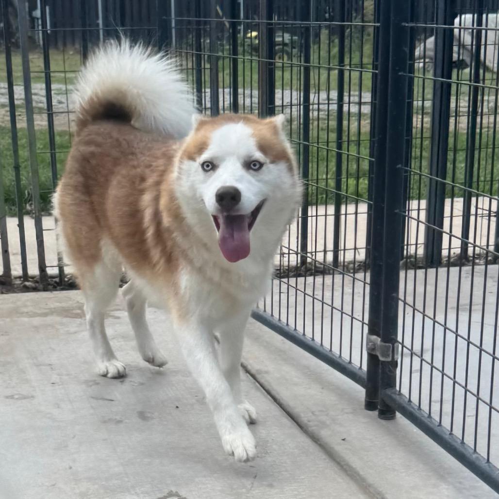 Enlarge Thunder, a Adoptable Husky in Eufaula, OK image 3/6