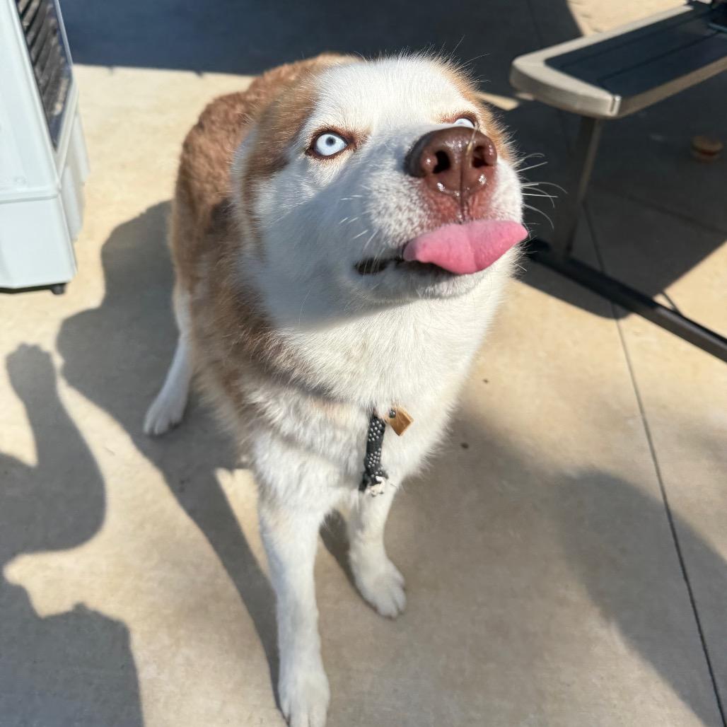 Enlarge Thunder, a Adoptable Husky in Eufaula, OK image 4/6