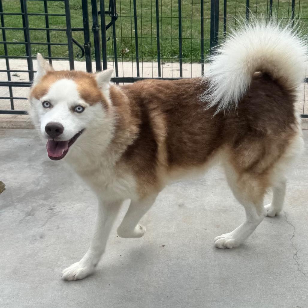 Enlarge Thunder, a Adoptable Husky in Eufaula, OK image 5/6