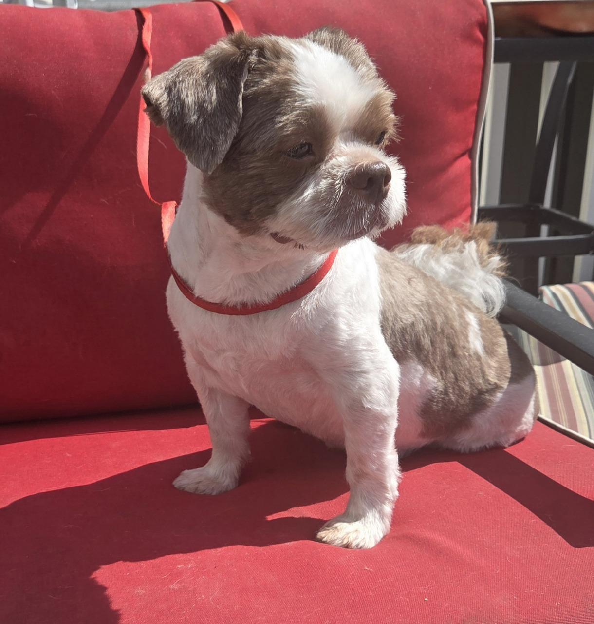 BOSCO, Adopted, Adult Male Shih Tzu.