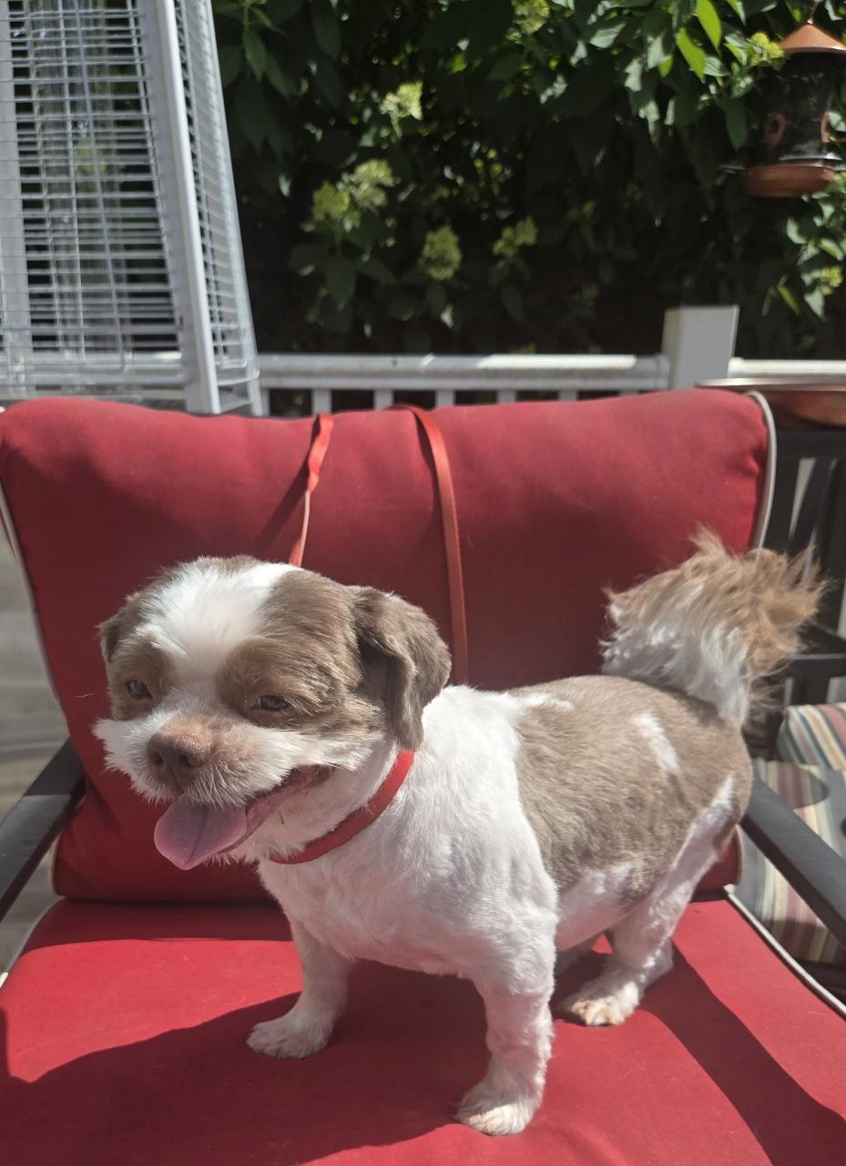 BOSCO, a Adopted Shih Tzu in Linden, NJ image 2/3