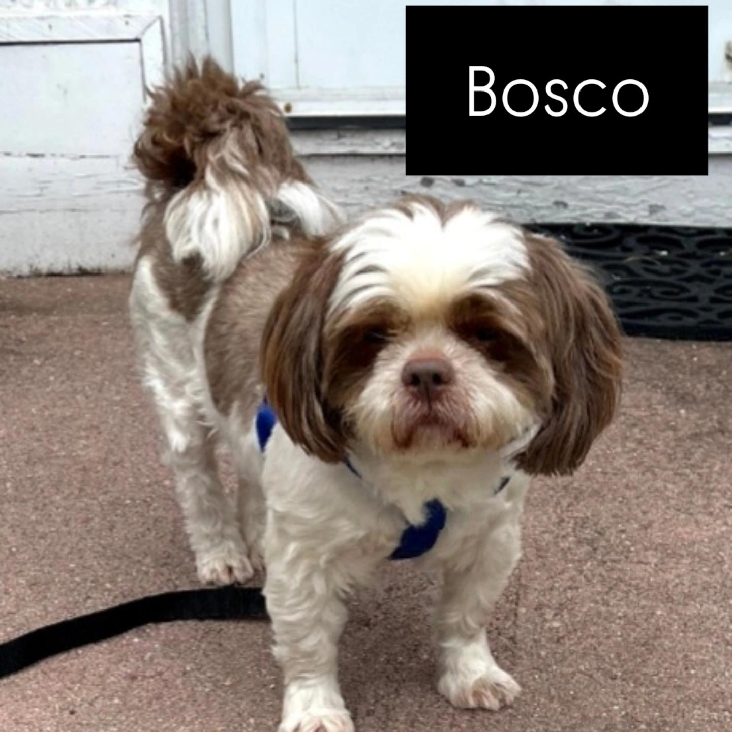 BOSCO, a Adopted Shih Tzu in Linden, NJ image 3/3
