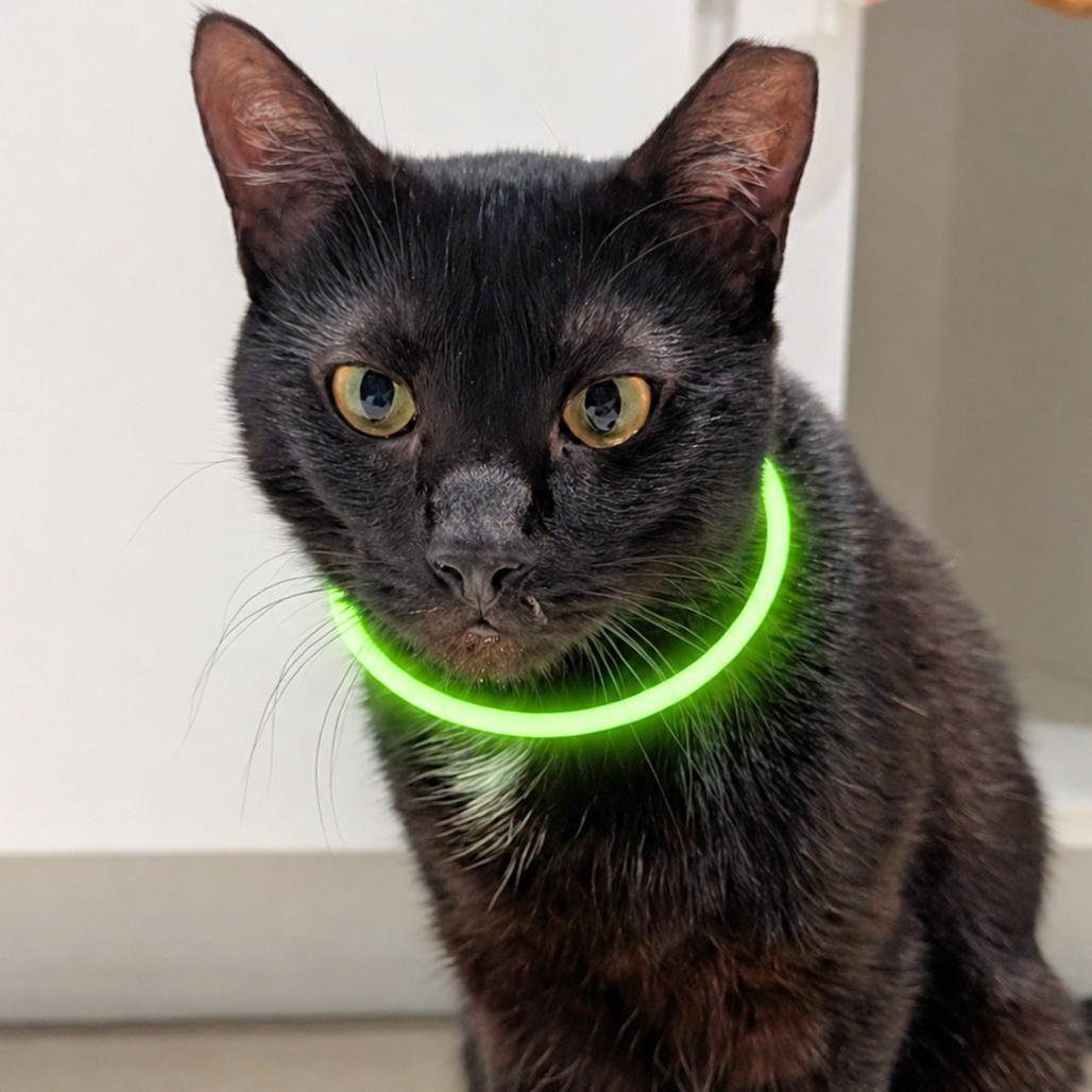 Enlarge Tuesday, a Adoptable Domestic Short Hair in Sarasota, FL image 1/6