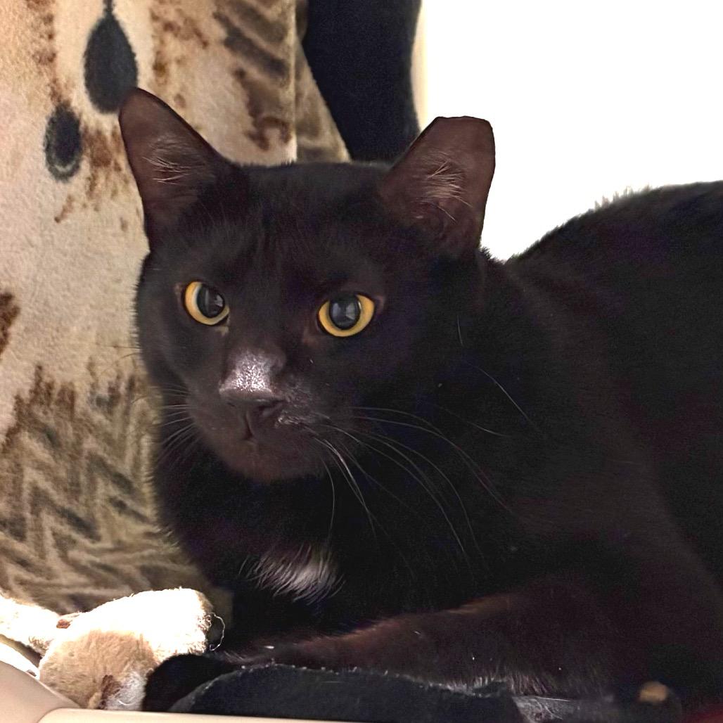 Tuesday, Adoptable, Adult Male Domestic Short Hair.