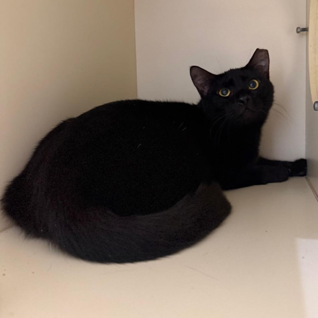 Enlarge Tuesday, a Adoptable Domestic Short Hair in Sarasota, FL image 2/5