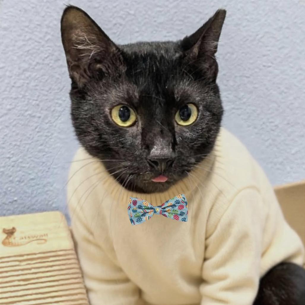 Enlarge Tuesday, a Adoptable Domestic Short Hair in Sarasota, FL image 3/5